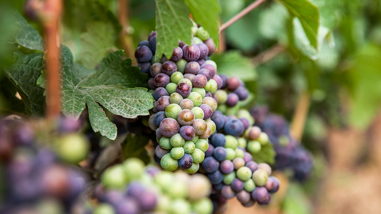 Temecula wine country grapes
